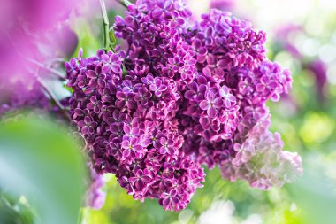 Bahar leylak çiçekleri