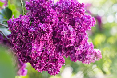 Bahar leylak çiçekleri