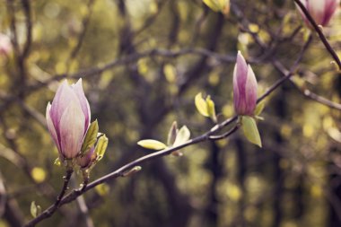 çiçek açan Manolya Şubesi 