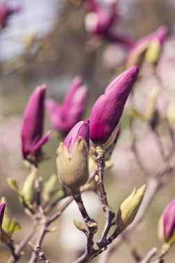 çiçek açan Manolya Şubesi 