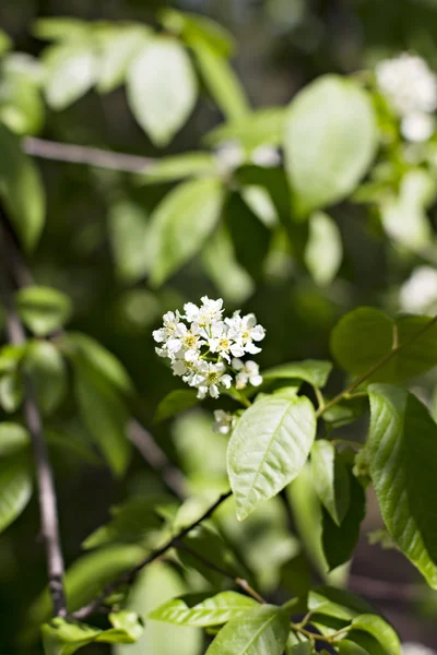 Arbusto de floração branco — Fotografia de Stock