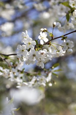 Bir dalda kiraz çiçekleri