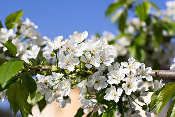 Cherry blossoms on a branch — Stock Photo, Image