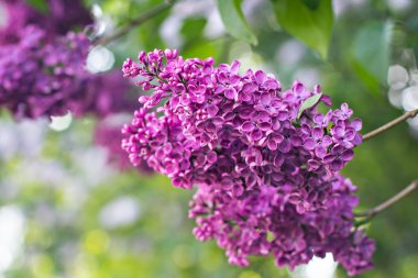 Bahar leylak çiçekleri