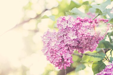 Bahar leylak çiçekleri