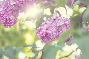 Bahar leylak çiçekleri