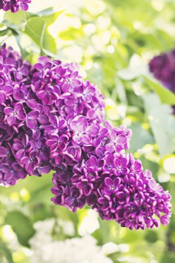 Bahar leylak çiçekleri