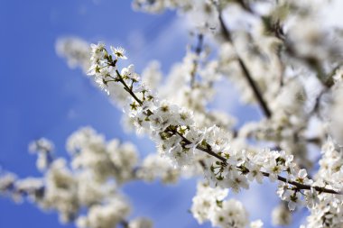 Kayısı ağacı çiçek.