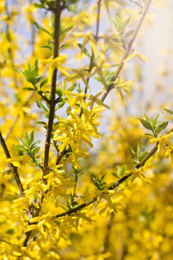 Sarı çiçekli bahar arka plan