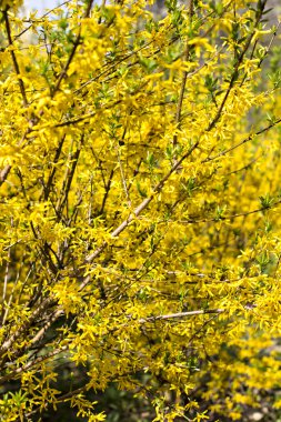 Sarı çiçekli bahar arka plan