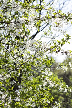 Bir dalda kiraz çiçekleri