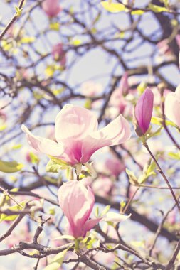 çiçek açan Manolya Şubesi