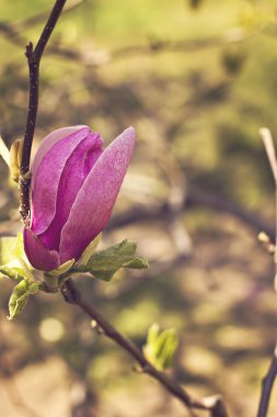 çiçek açan Manolya Şubesi