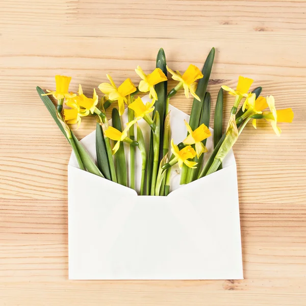 封筒の中の黄色の水仙 — ストック写真