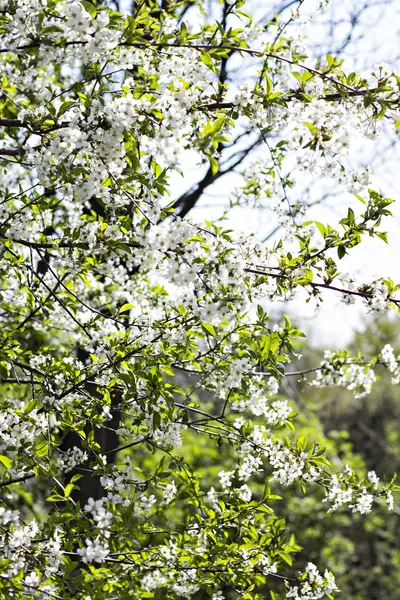 Bir dalda kiraz çiçekleri