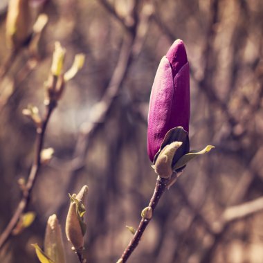 çiçek açan Manolya Şubesi