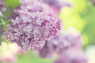 Bahar leylak çiçekleri