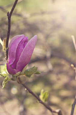 çiçek açan Manolya Şubesi