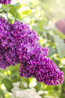 Bahar leylak çiçekleri