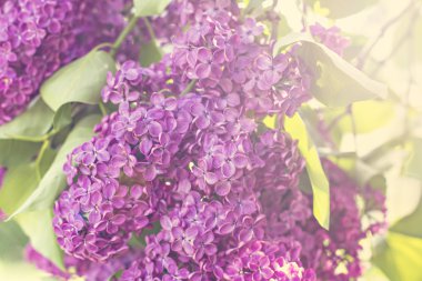 Bahar leylak çiçekleri