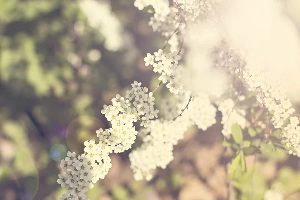Beautiful white flowering shrub — Stock Photo, Image