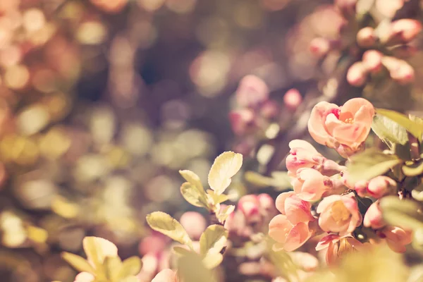 Rhododendron ponticum is a dense — Stock Photo, Image