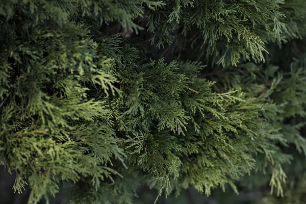 Grünes Laub Hintergrund — Stockfoto