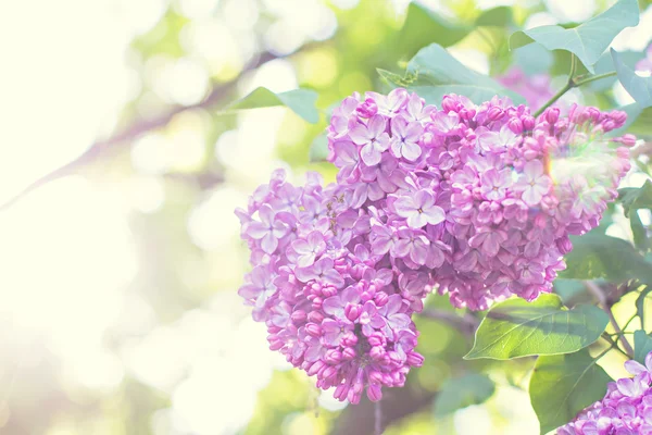 Lente lila bloemen — Stockfoto