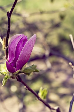 çiçek açan Manolya Şubesi