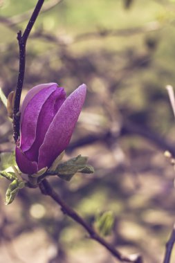 çiçek açan Manolya Şubesi
