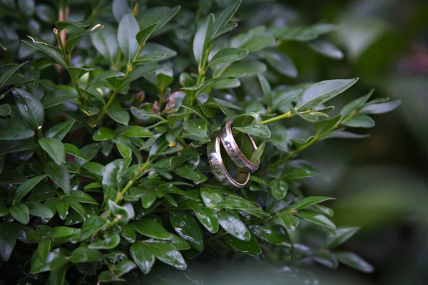 Dos anillos de boda cuelgan —  Fotos de Stock