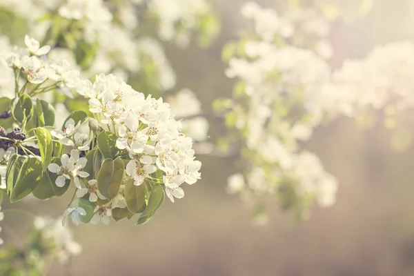 Flores de cerezo en una rama —  Fotos de Stock