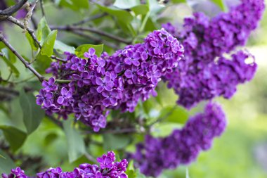  Bahar leylak çiçekleri