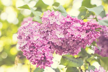  Bahar leylak çiçekleri