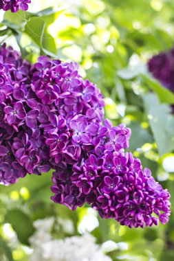 Bahar leylak çiçekleri