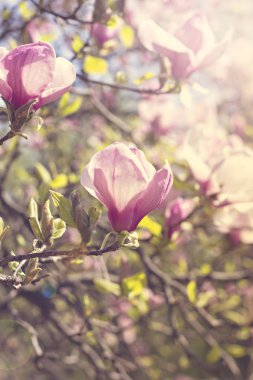 Bahçede bir ağaç üzerinde çiçek açan Manolya şube