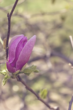 Bahçede bir ağaç üzerinde çiçek açan Manolya şube.