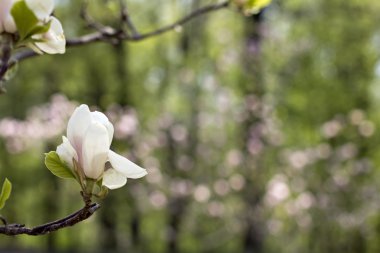 Bahçede bir ağaç üzerinde çiçek açan Manolya şube.