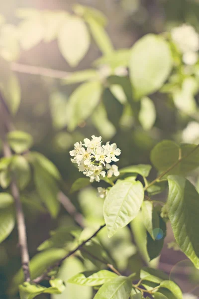 Flowering shrub Spirea — Stock Photo, Image