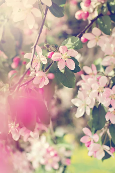 나뭇가지에 달린 벚꽃 — 스톡 사진