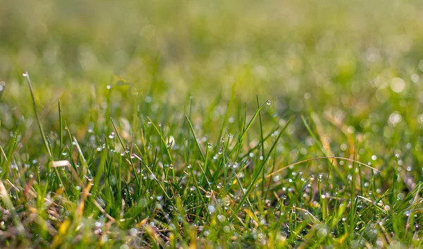 Gros plan d'herbe fraîche et épaisse — Photo