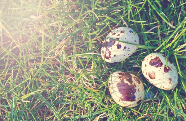 푸른 잔디에 메 추 라 기 달걀 — 스톡 사진