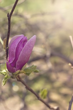Bahçede bir ağaç üzerinde çiçek açan Manolya şube