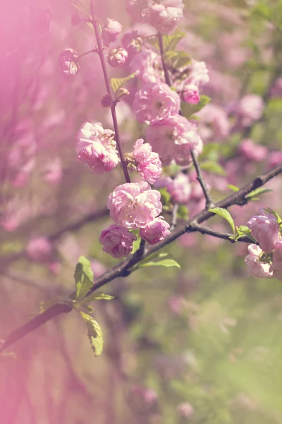 Kwiaty wiśni na gałęzi — Zdjęcie stockowe