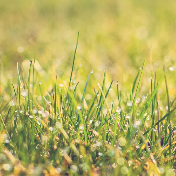 Herbe fraîche épaisse avec gouttes d'eau — Photo