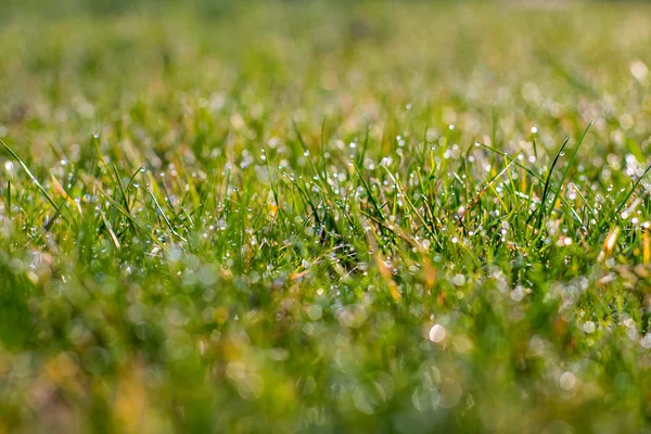 Su damlaları ile taze kalın çim