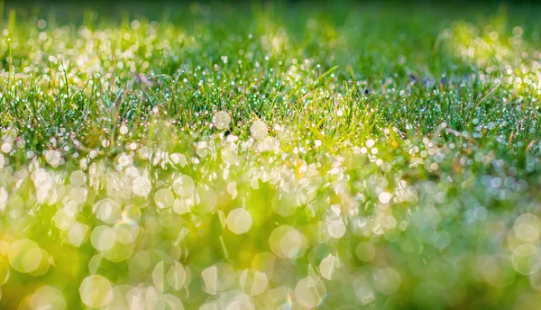 Herbe fraîche épaisse avec gouttes d'eau — Photo