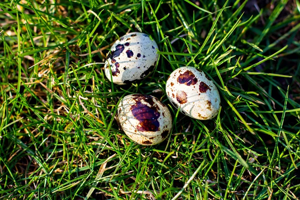 Jaja przepiórcze na zielonej trawie — Zdjęcie stockowe