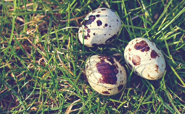 Uova di quaglia su un'erba verde — Foto Stock