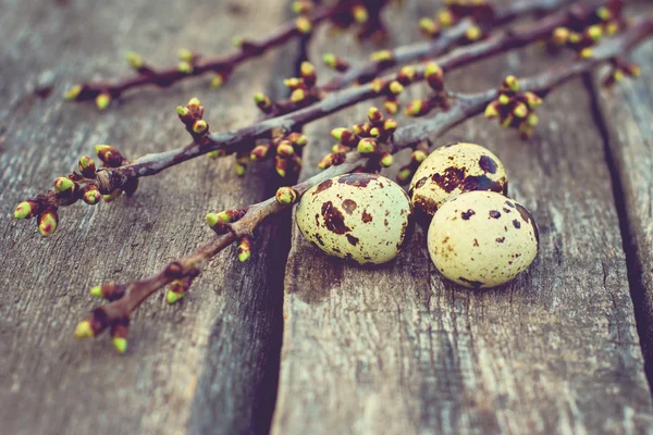 Ovos de codorna com ramos verdes — Fotografia de Stock